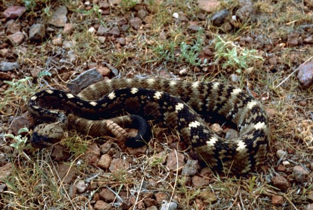 Black-tailed Rattlesnake Picture