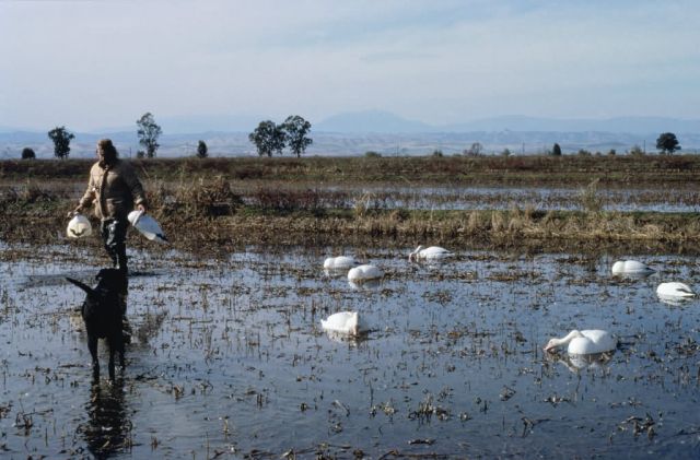 WO 8690 Hunting, Placing Decoys Picture