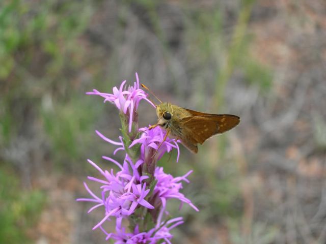 Pawnee Montane Skipper Picture