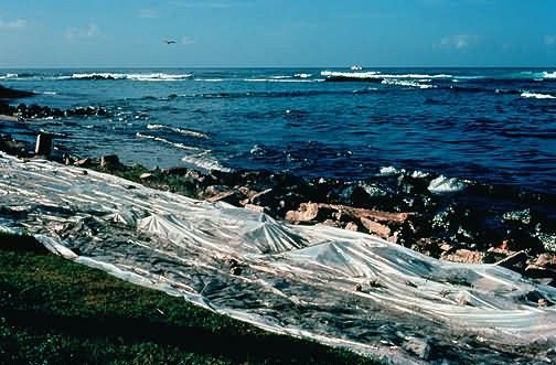 Shoreline Cleanup Picture