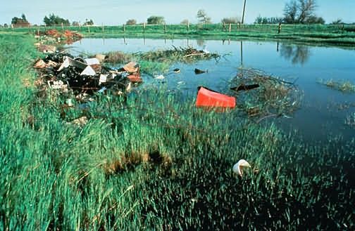 Trash in Pond Picture