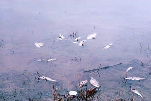 Water Pollution, Fish Kill Picture