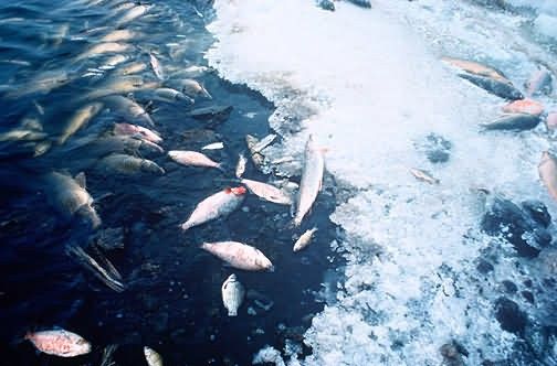 Fish Kill Picture