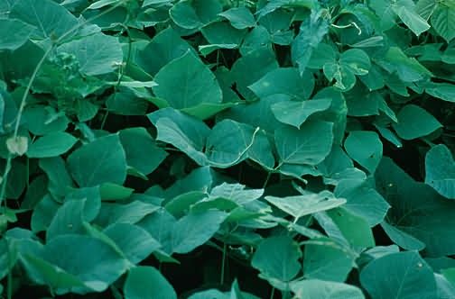 Kudzu Picture