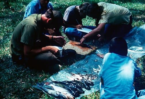 Fish Pollution Survey Picture