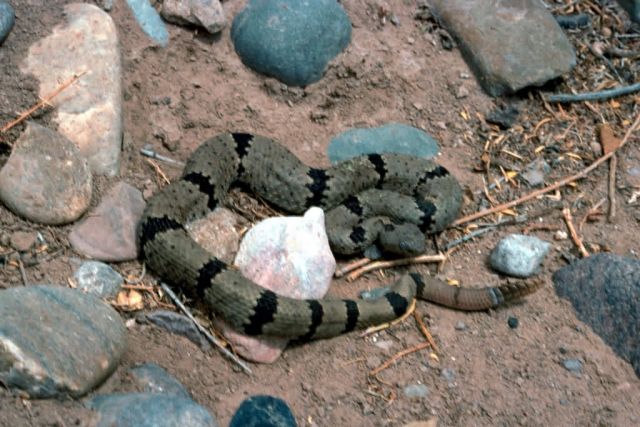 Banded Rock Rattlesnake Picture