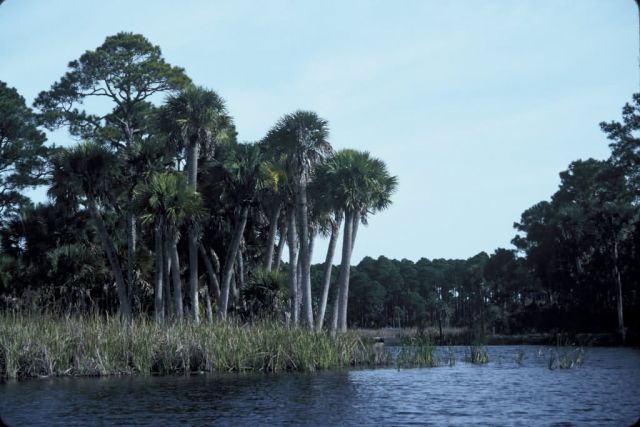 St. Vincent National Wildlife Refuge Freshwater Lake Picture