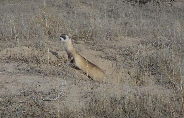 WOE1 Black-Footed Ferret Picture