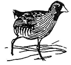 Sora Rail Picture
