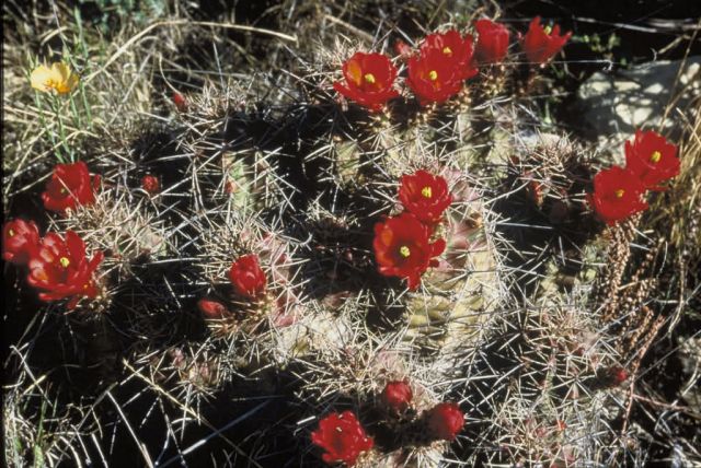 Claret Cup Cactus Picture