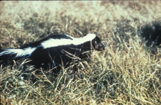 WO1221 Striped Skunk Picture