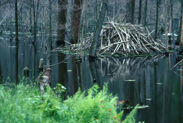 Beaver Lodge Picture