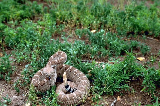 Western Diamondback Rattlesnake Picture