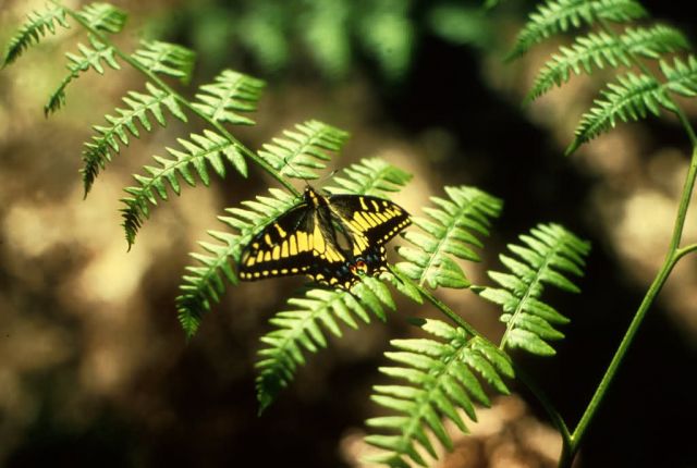 Swallowtail Butterfly Picture