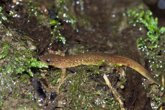 Olympic Salamander Picture