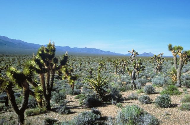 Yucca Forest Picture