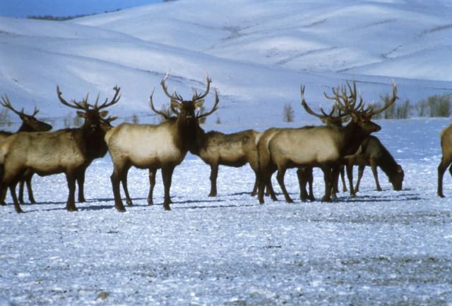 Elk, National Elk Refuge Picture