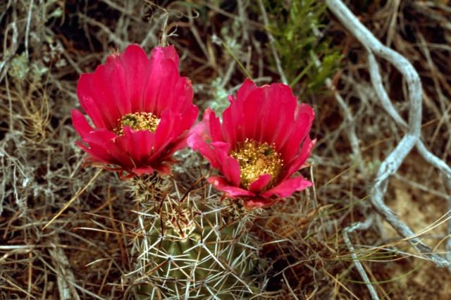 Claret Cup Cactus Picture
