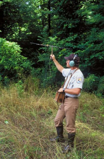 Biologist tracking Louisiana Black Bear Picture