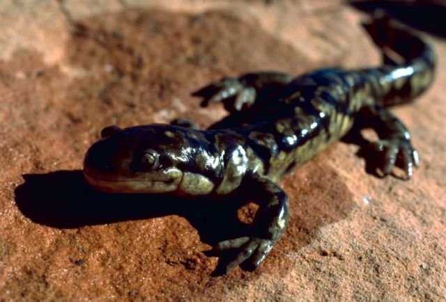 Tiger salamander Picture