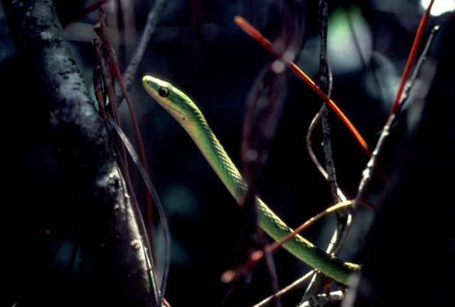 Royal Green Snake Picture
