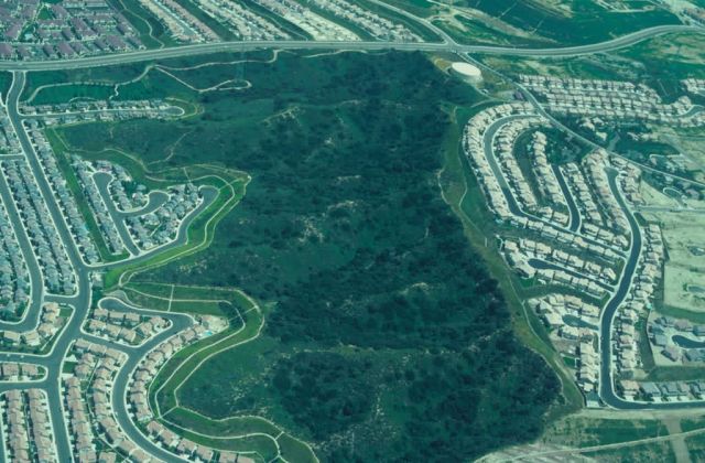 Gnatcatcher habitat Picture