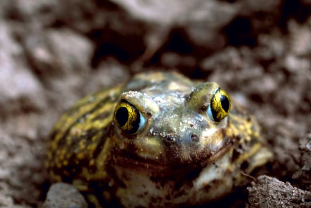Couch's Spadefoot Toad Picture
