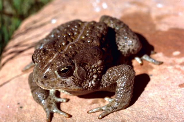 Woodhouse Toad Picture