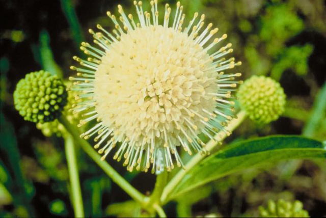Buttonbush Picture