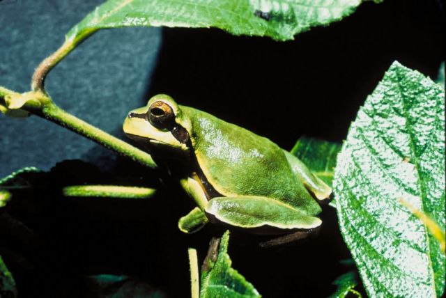 Pine Barrens tree frog Picture