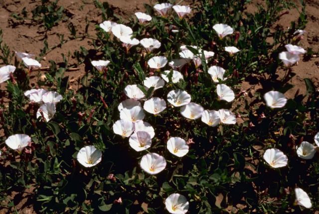 Morning Glory Picture