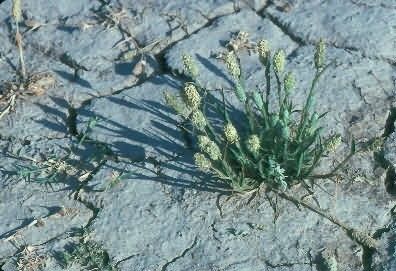 Coulsa Grass Picture