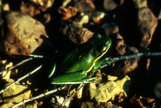 Green Tree Frog Picture