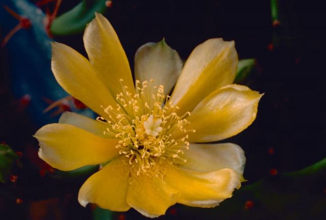 Prickly Pear Cactus Picture
