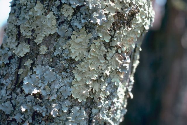 Lichens Picture