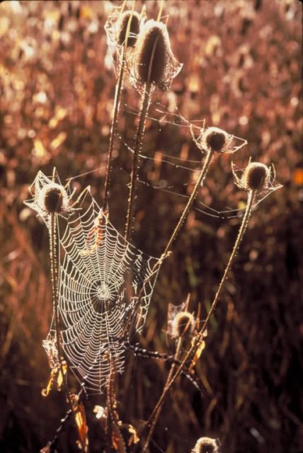 Cobwebs on Teasel Picture