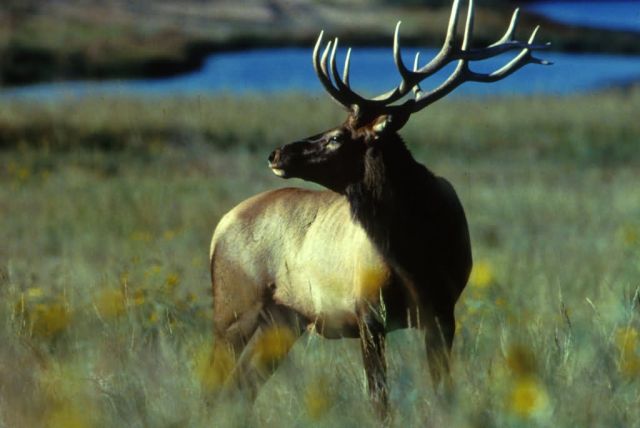 Bull Elk Picture