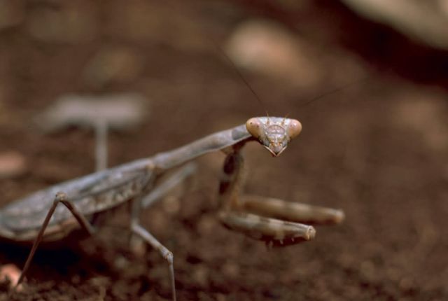 Praying Mantis Picture