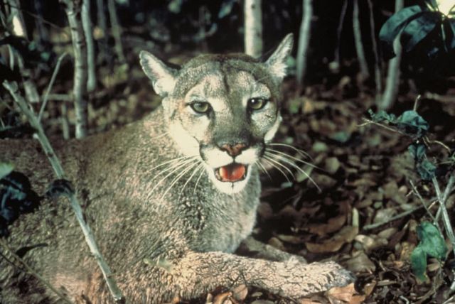 Florida Panther Picture