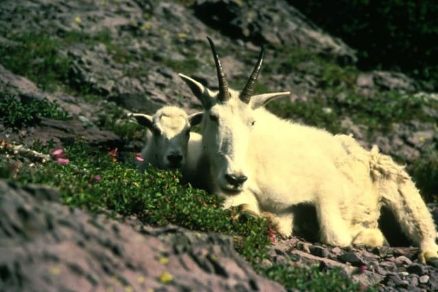 Mountain Goat Picture