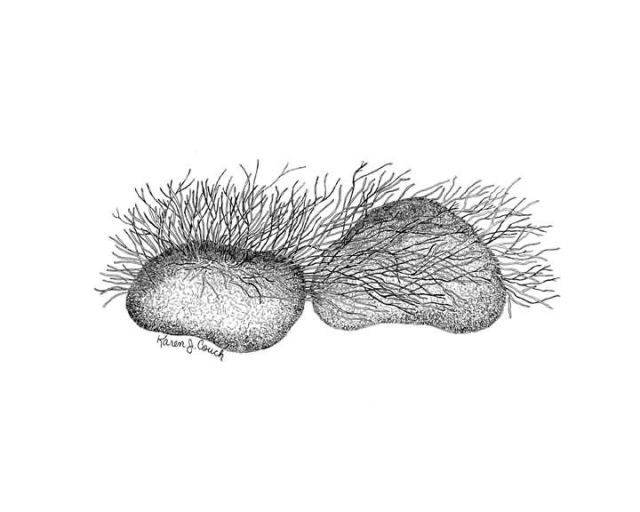 Riverweed Picture