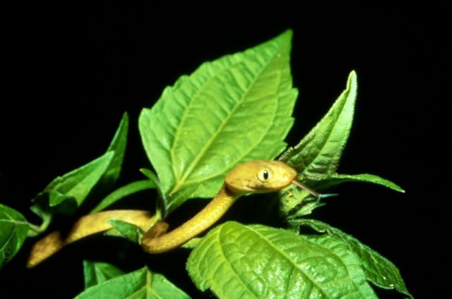 Brown Tree Snake Picture