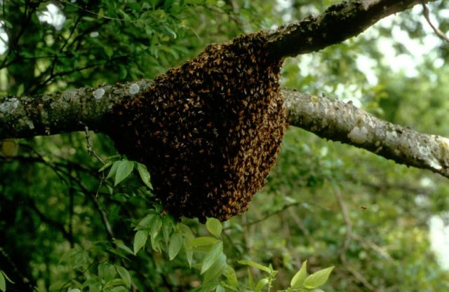 Honeybees Picture