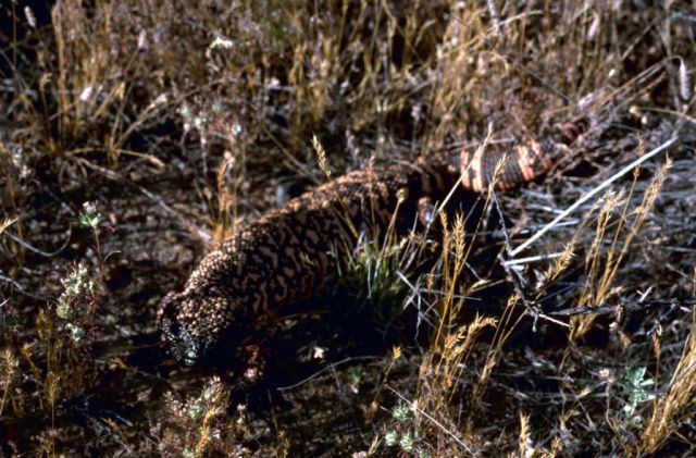 Gila Monster Picture