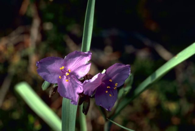 Spiderwort Picture