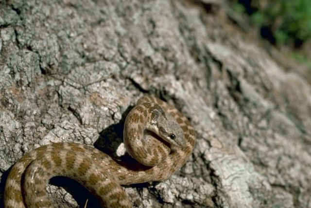 Night Snake, New Mexico Picture