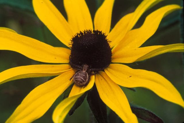 Blackeyed Susan Picture