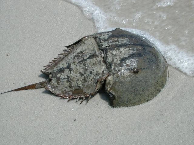 WOE243 Horseshoe Crab - male Picture