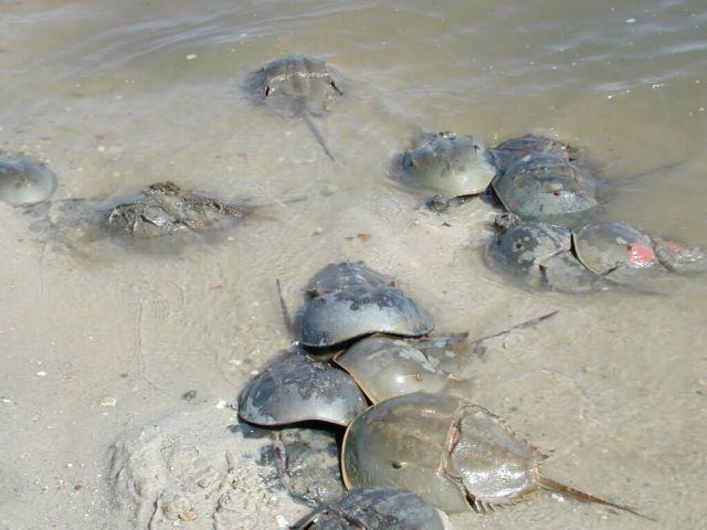 WOE245 Horseshoe Crabs in water Picture