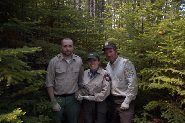 WOE236 Maine Lynx Study Picture